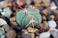 Echinocactus  horizonthalonius PD 21.jpg